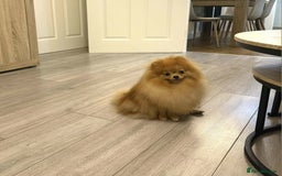 Pomeranian dogs for sale: Stunning KC Pomeranian female 🏆🎖 - Image 4