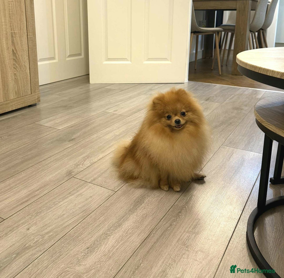 Pomeranian dogs for sale: Stunning KC Pomeranian female 🏆🎖 - Image 4