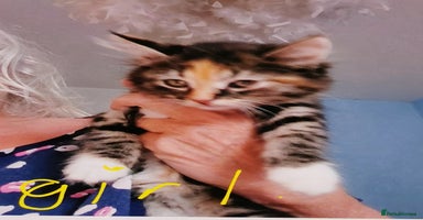 Mixed Breed cats - Advert 7