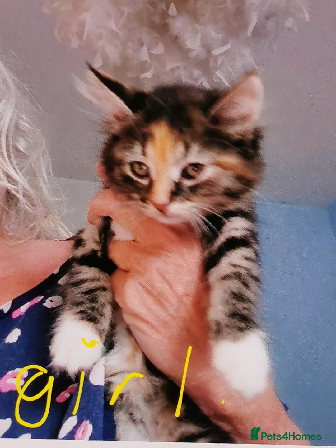 Mixed Breed cats for sale: Mixed breed kittens for sale - Image 2