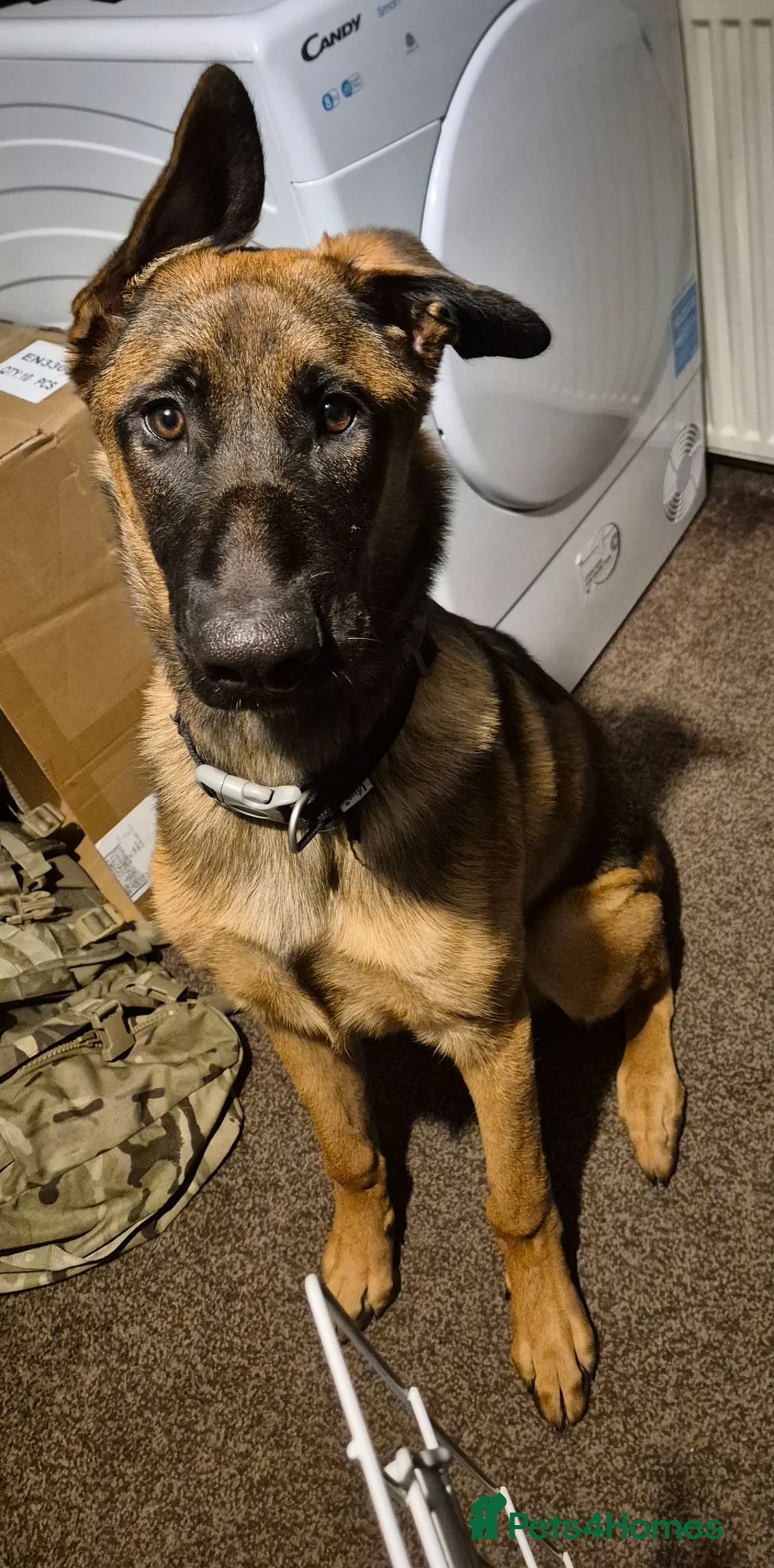 Mixed Breed dogs for sale: Teddy - German shepard cross Belgian Malinois - Advert 1