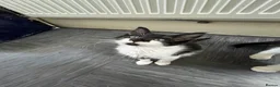 Mixed Breed cats for sale: Kittens with large personalities  in London - Advert 10