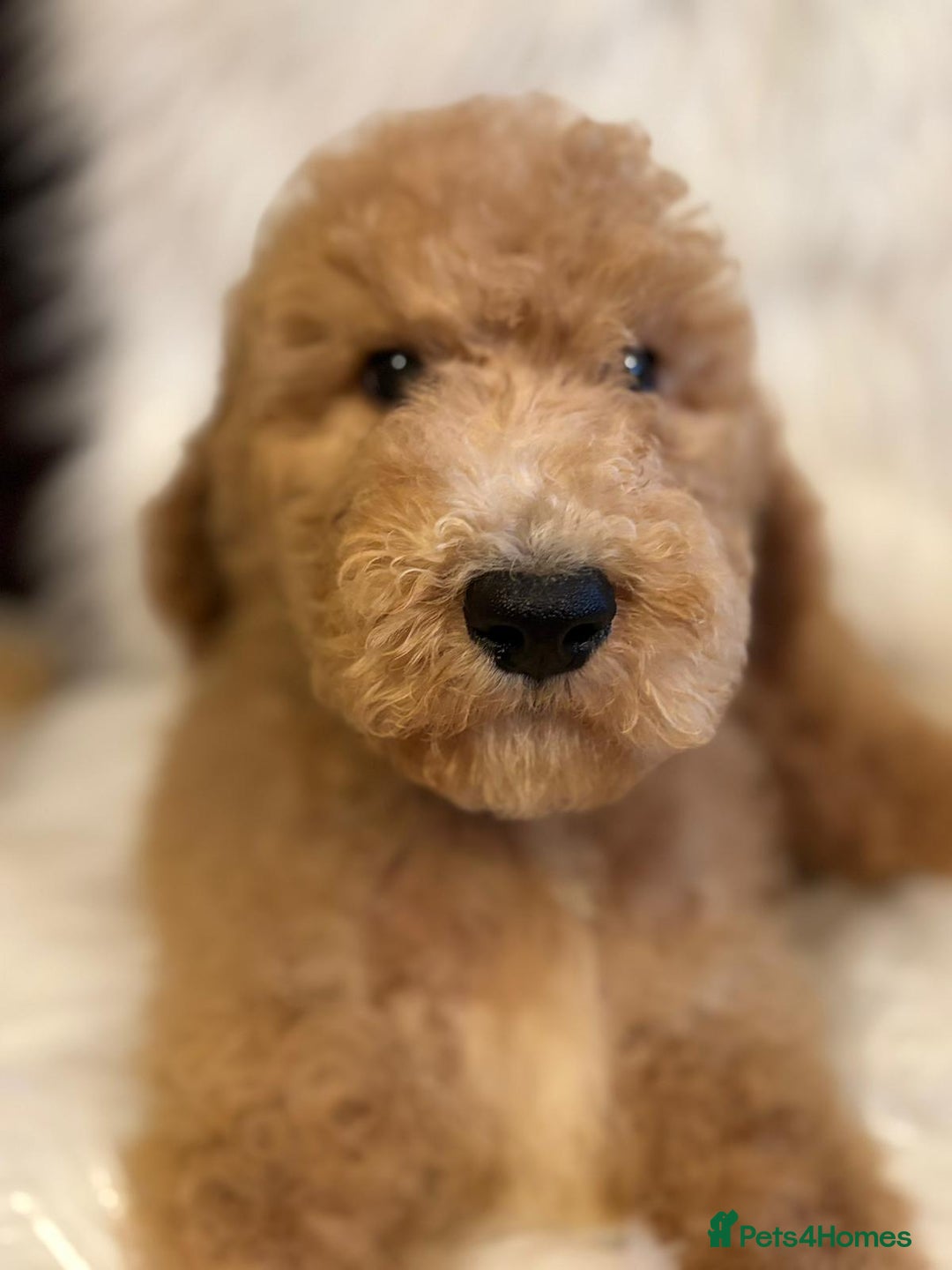 Bernedoodle dogs for sale: Bernedoodle standard F1b pups fluffy teddy bears - Advert 17