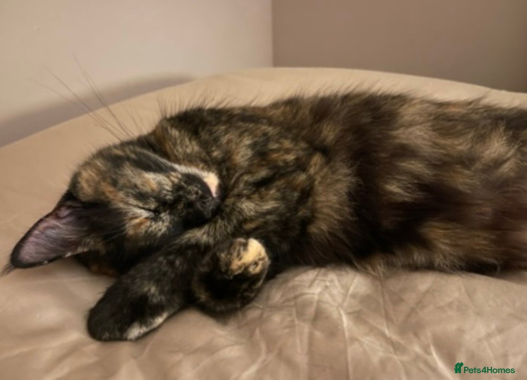 Mixed Breed cats for sale: The Night & Light Litter – 6 Adorable Kittens  - Advert 2