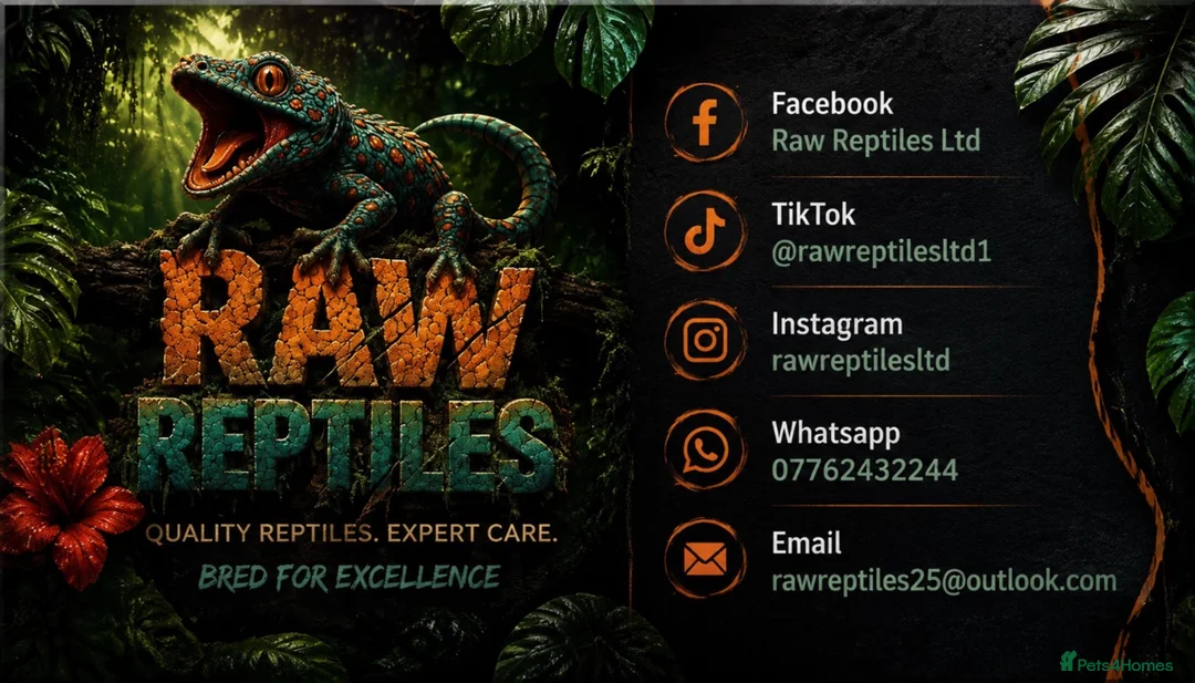 Gecko reptiles for sale: 🦎 Juvenile Gold dust day geckos🦎 - Advert 2