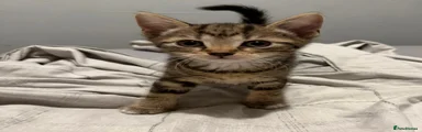 Domestic Shorthair Kitten 1