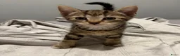 Domestic Shorthair cats for sale: 3 beautiful tabby kittens - Advert 3