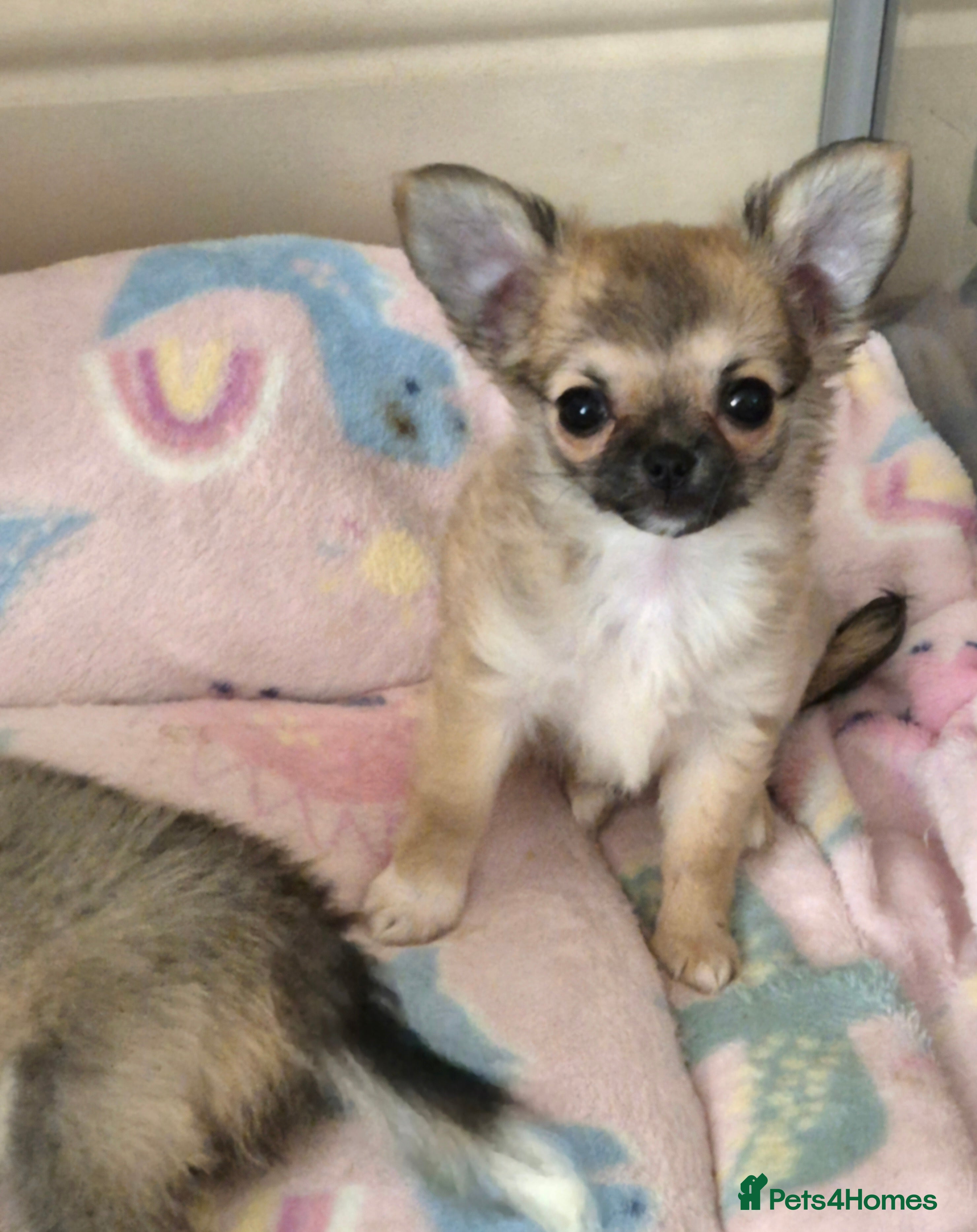 Chihuahua dogs KC registered Longcoat bitch puppy - Advert 20