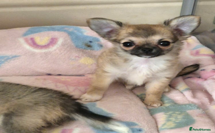 Chihuahua dogs - Advert 1