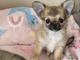 Chihuahua dogs - Advert 3