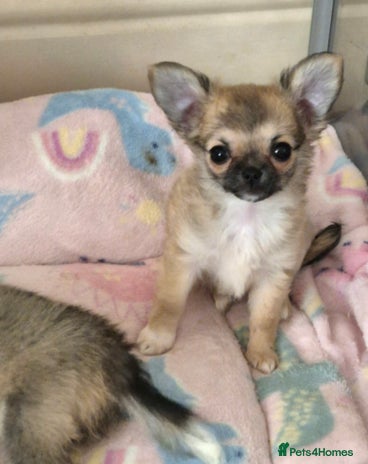 Chihuahua dogs - Advert 2