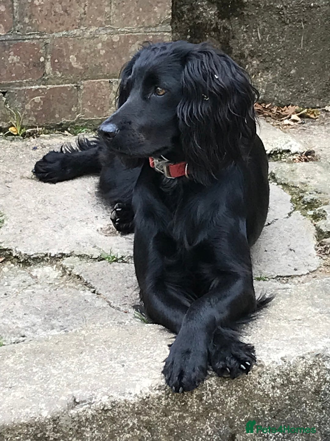 Cocker Spaniel dogs for sale: Working Cocker spaniel  - Advert 2