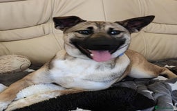 Mixed Breed dogs for adoption: ❤️Lisa, cheerful 7-month-old lower-medium girl ❤️ - Advert 8