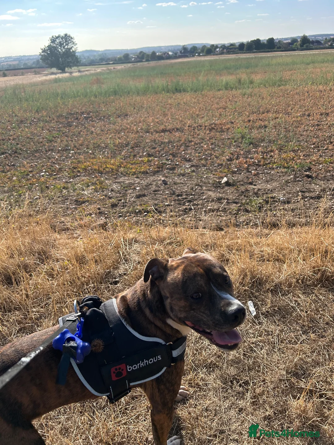 Mixed Breed dogs for sale: 4 year old Boxer/Staffy- please read description - Advert 2