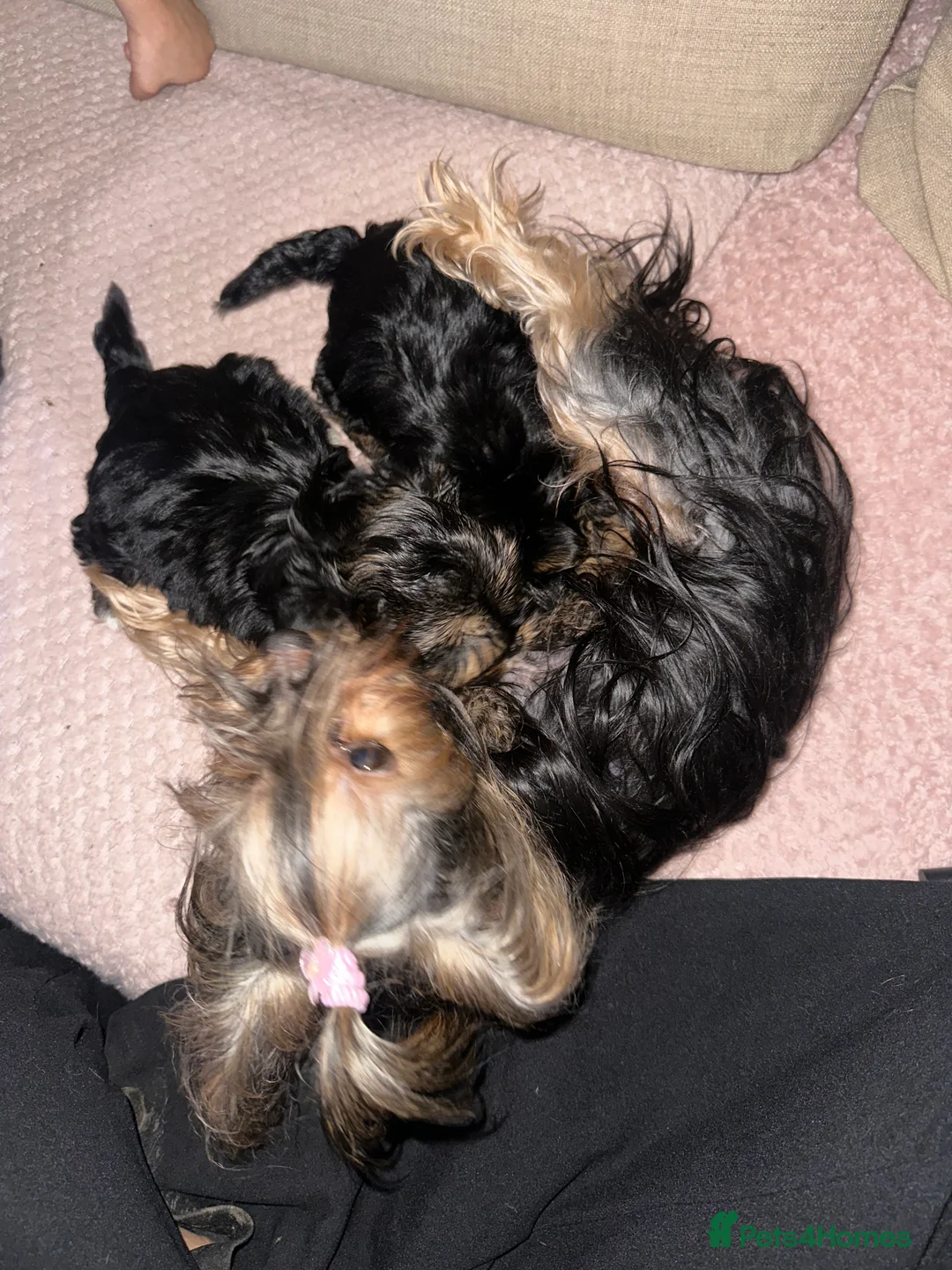 Yorkshire Terrier dogs for sale: Lovely Angels boys in Guildford - Advert 2