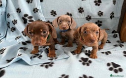 Miniature Dachshund dogs for sale: ADORABLE MINIATURE DACHSHUND PUPPIES  - Image 7
