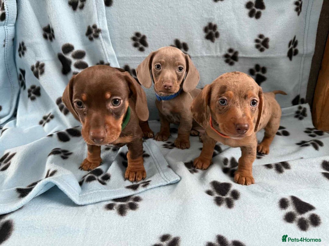 Miniature Dachshund dogs for sale: ADORABLE MINIATURE DACHSHUND PUPPIES  - Image 7