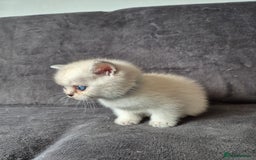 British Shorthair cats for sale: TICA Blue/gold/silver colourpoint - Image 15
