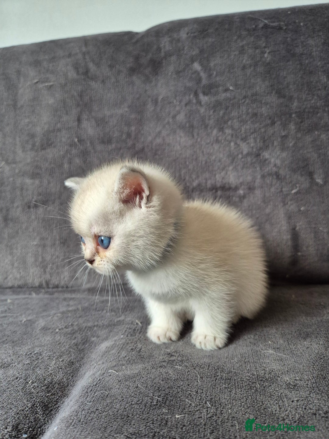 British Shorthair cats for sale: TICA Blue/gold/silver colourpoint - Image 15