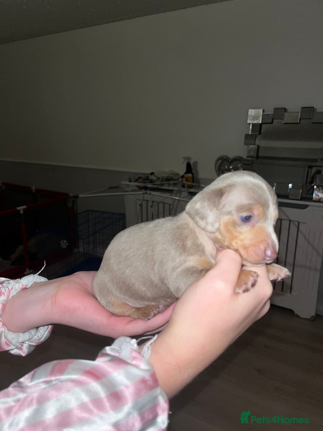 Miniature Dachshund dogs for sale: Tiny rabbit daushunds 5 beautiful babies 🥰🥰 - Image 7