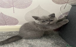 British Shorthair cats for sale: 2 adorable British shorthair kittens  - Image 4