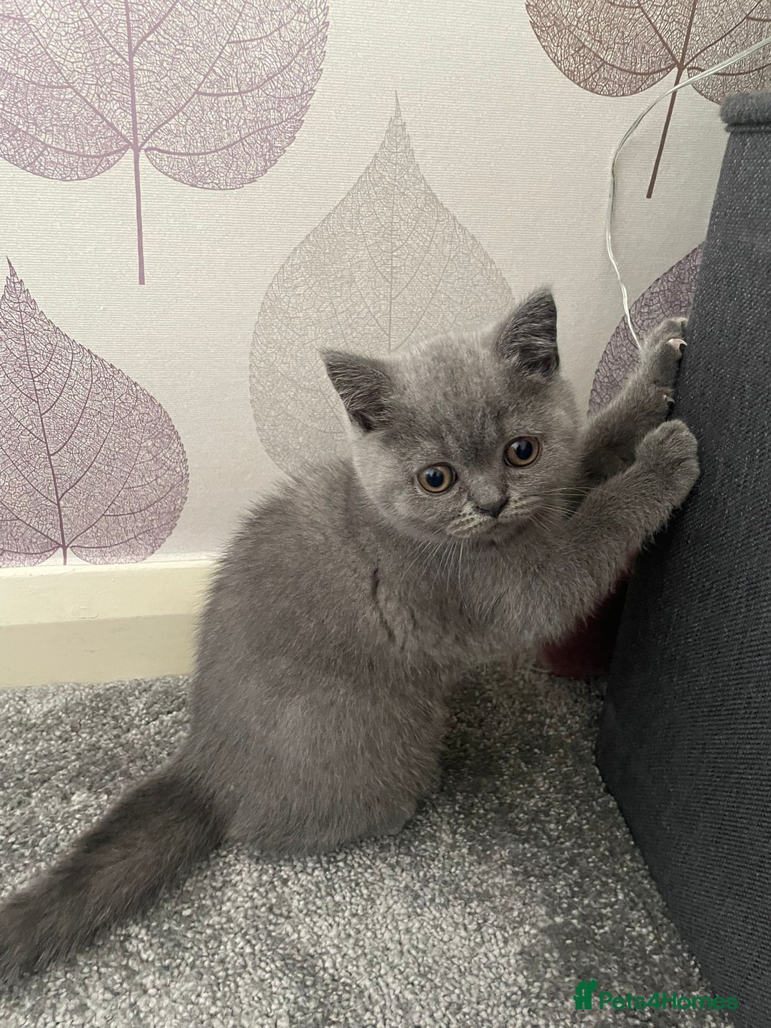 British Shorthair cats for sale: 2 adorable British shorthair kittens  - Image 4