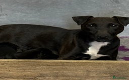 Mixed Breed dogs for sale: Patterdale/Border Terrier for sale  - Image 2