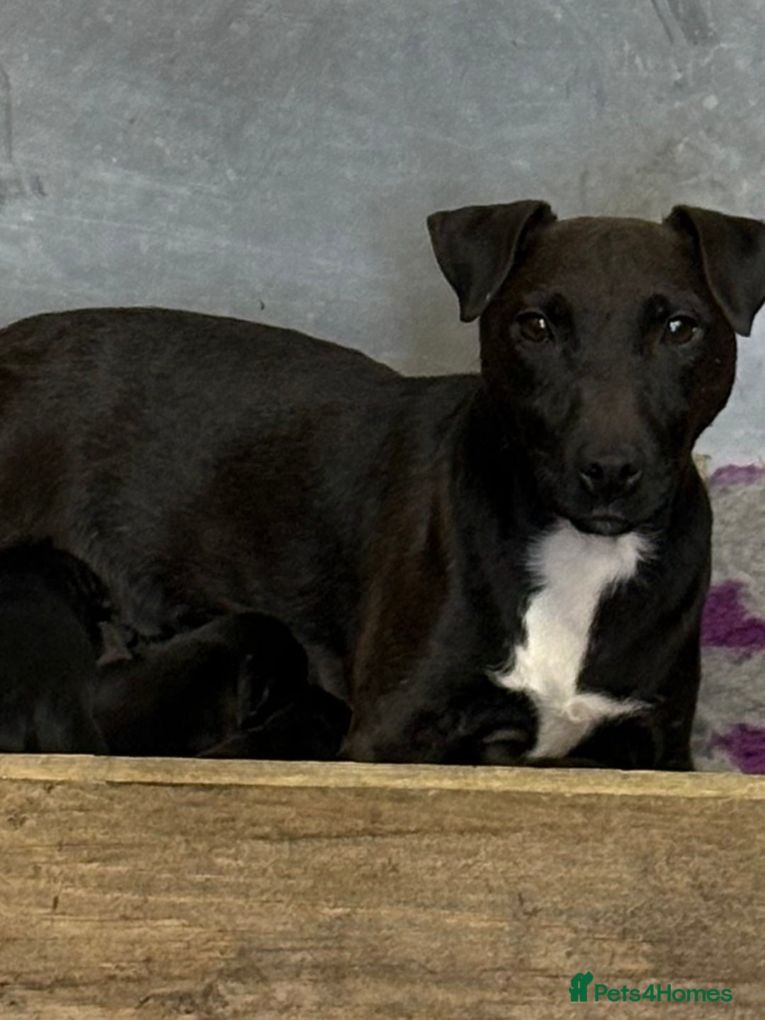 Mixed Breed dogs for sale: Patterdale/Border Terrier for sale  - Image 2