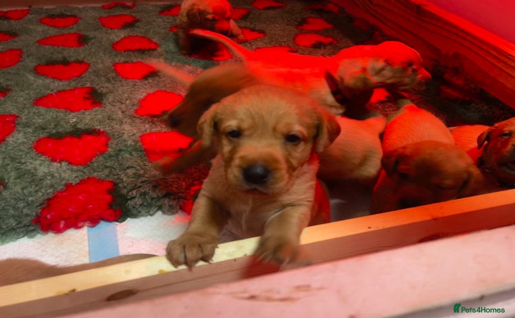 Labrador Retriever dogs - Advert 7