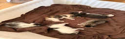 Mixed Breed cats for sale: Sphynx cross kittens  - Advert 8