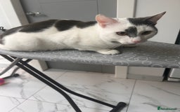 Domestic Shorthair cats for sale: His name is Max, hes 12 months and a boy. - Image 3