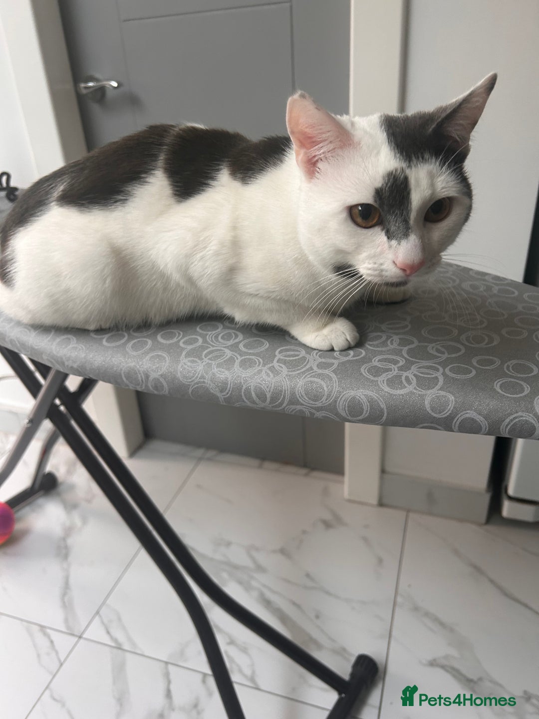 Domestic Shorthair cats for sale: His name is Max, hes 12 months and a boy. - Image 3