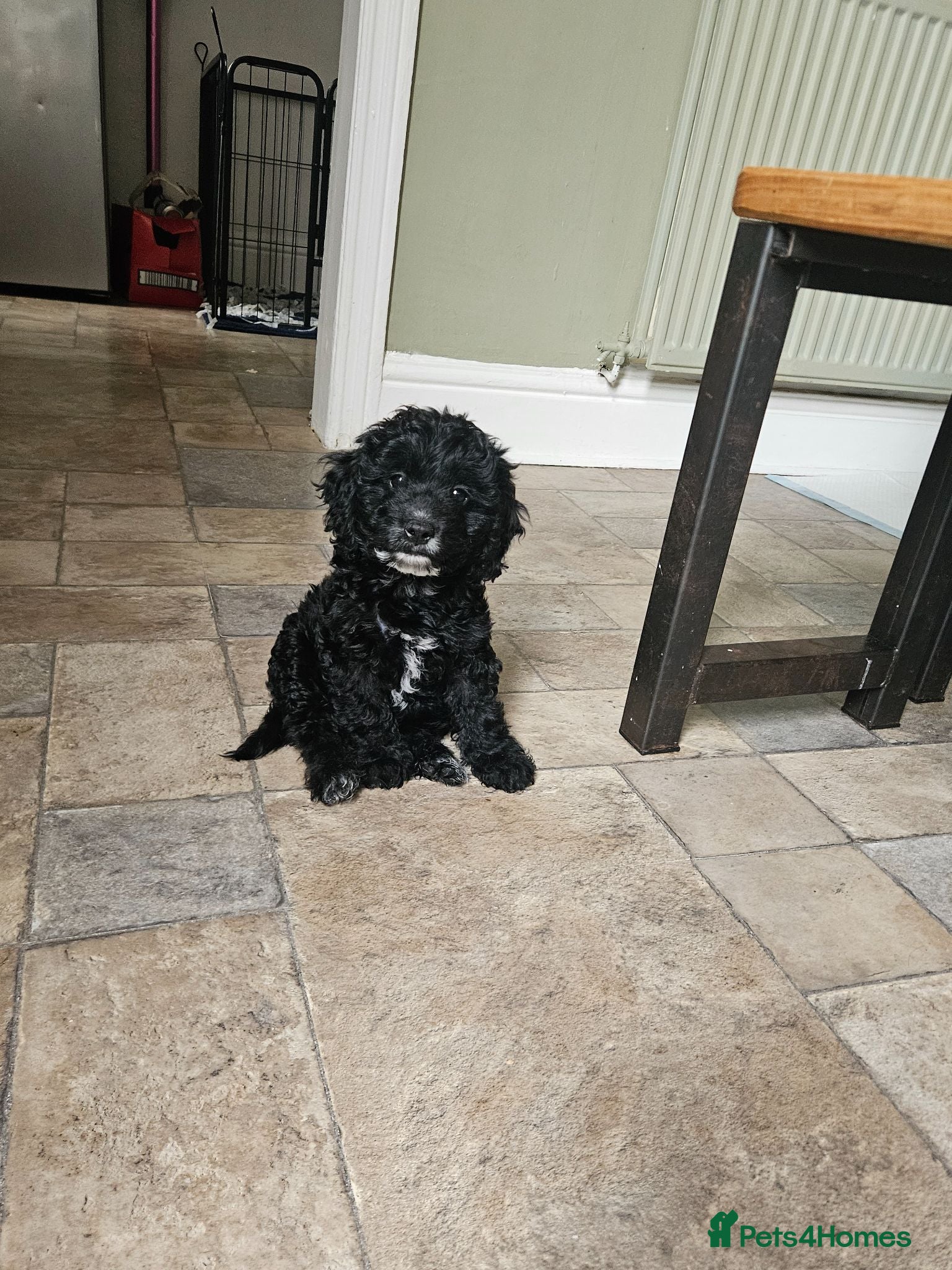 Cockapoo dogs Beautiful Litter of Stunning Cockerpoo Puppies - Advert 2