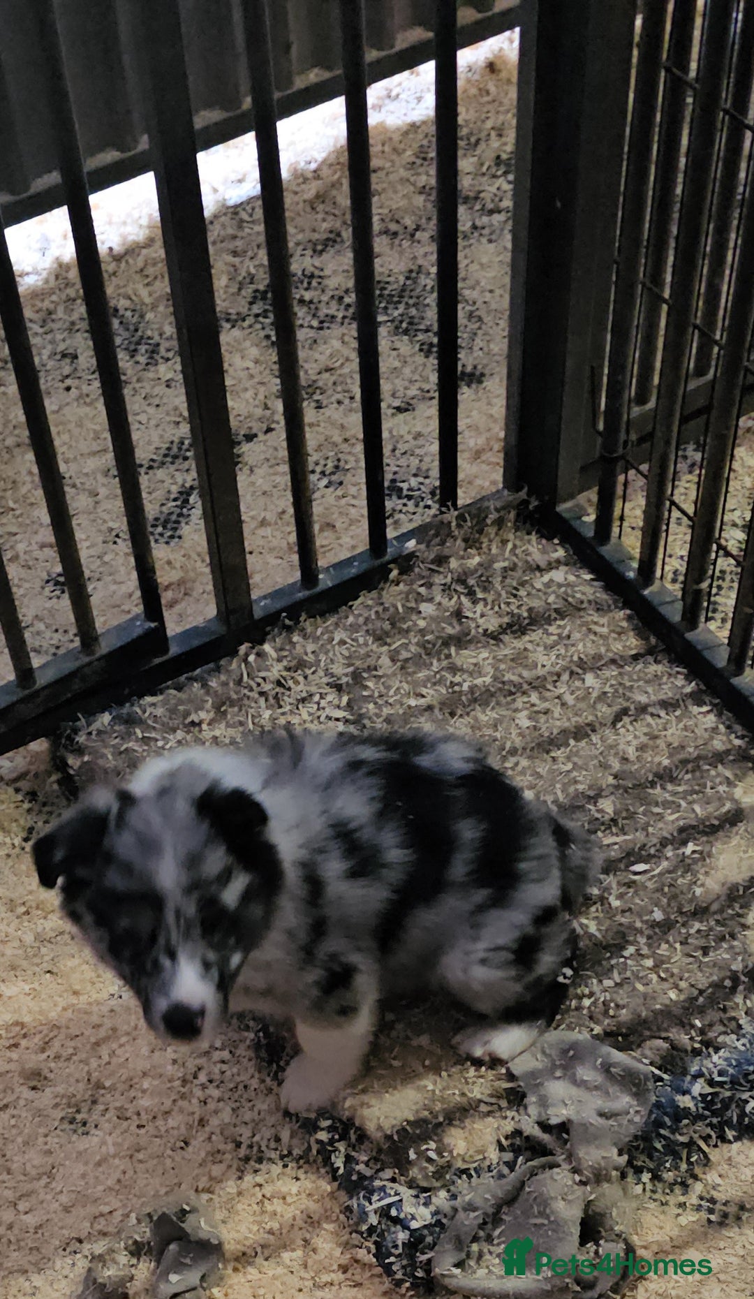 Border Collie dogs for sale: Red white border collie puppies - Advert 3
