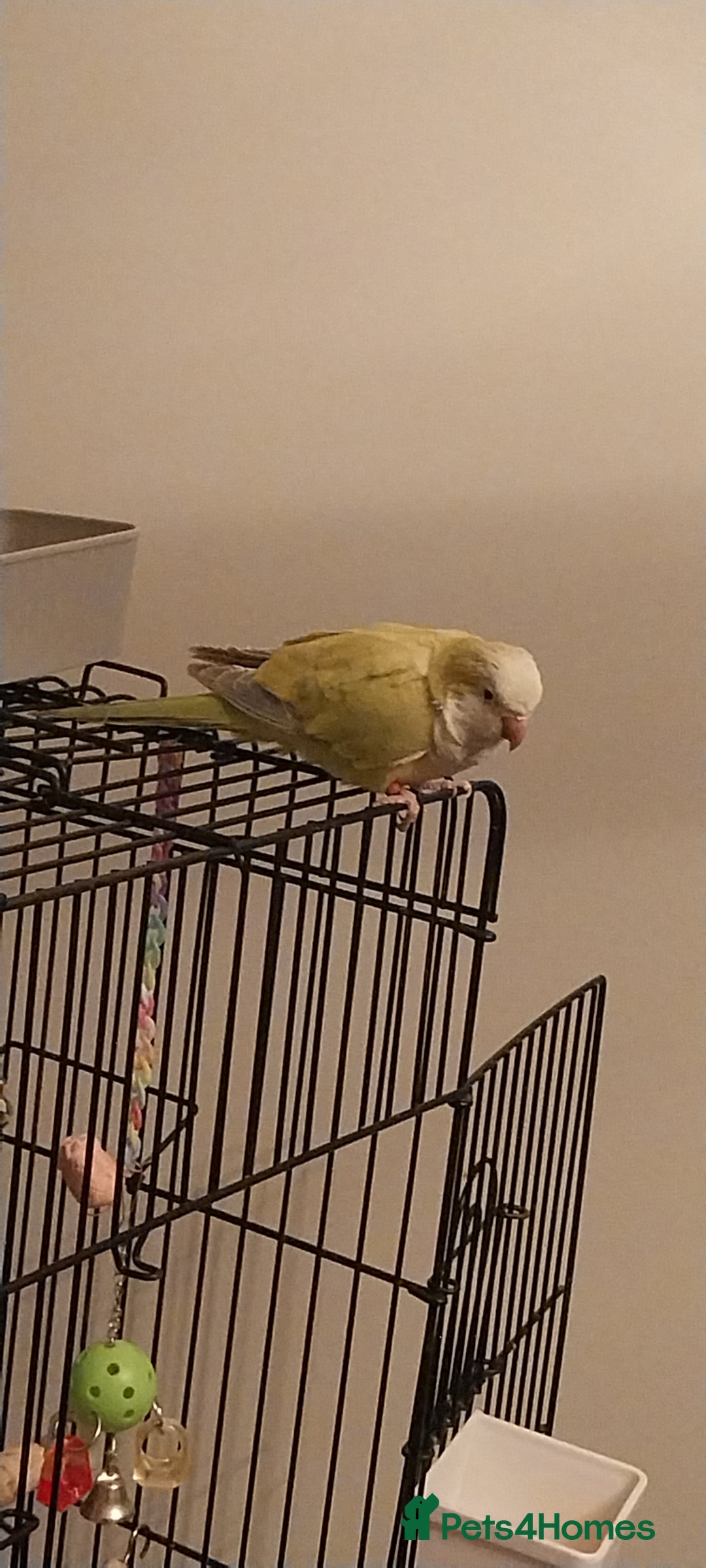 Parakeets birds for sale: Lime green Female quaker parrot - Advert 3