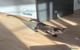 British Longhair cats for sale: 1 x British Long Hair & 2 x British Short Hair - Image 10