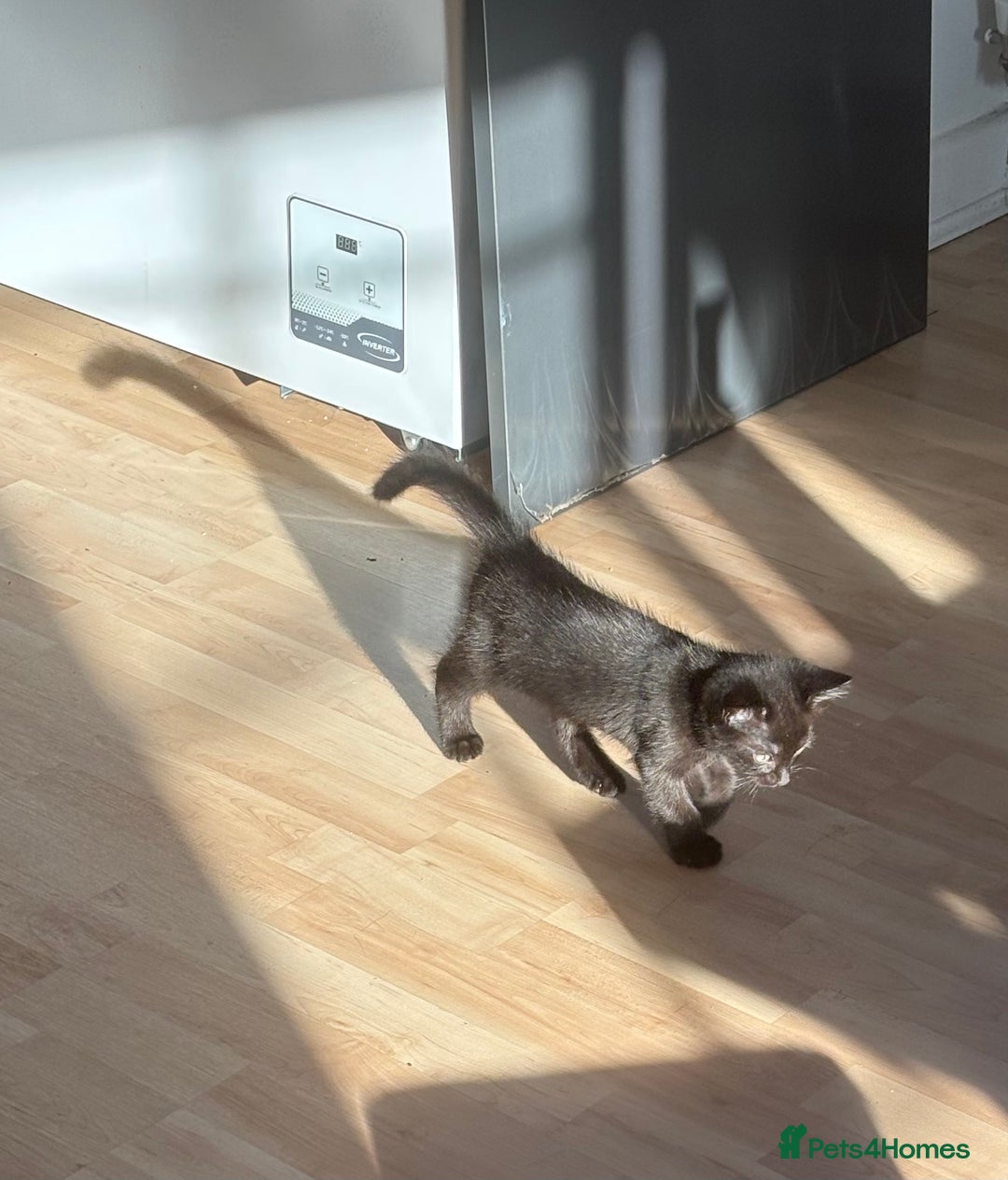 British Longhair cats for sale: 1 x British Long Hair & 2 x British Short Hair - Image 10