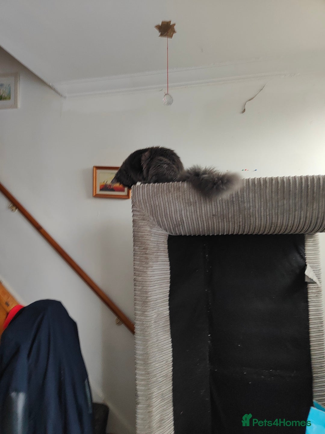 Ragcoon cats for sale: Maine coon X Ragdoll kitten - Image 26
