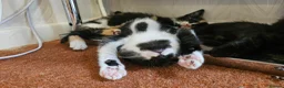 Mixed Breed cats for sale: Beautiful kittens 10 weeks old - Advert 4