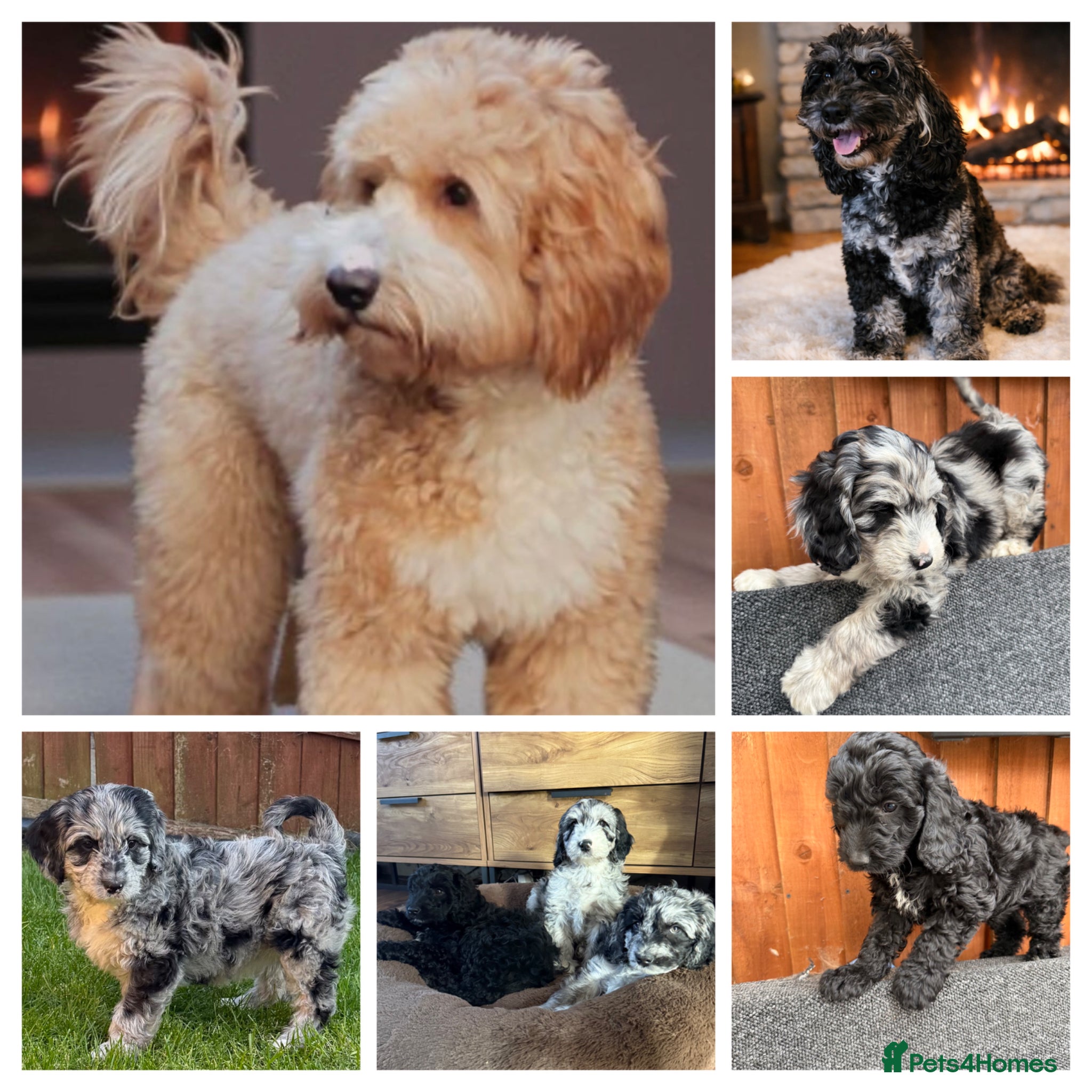 Australian Labradoodle dogs AUSTRALIAN LABRADOODLE  - Advert 1