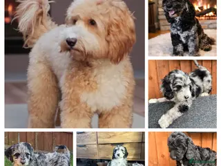 Australian Labradoodle dogs AUSTRALIAN LABRADOODLE - Advert 1