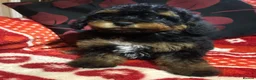 Mixed Breed dogs for sale: shihtzu/westie x toy poodle puppies for sale  - Advert 6