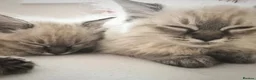 Maine Coon cats for sale: Our beautiful babies have been born! - Advert 6