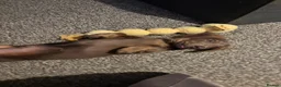 Dachshund dogs for sale: Lilac Tan long haired beautiful boy Dachshund  - Advert 4