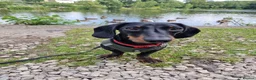 Dachshund dogs for sale: Dachshund Milo - Advert 1