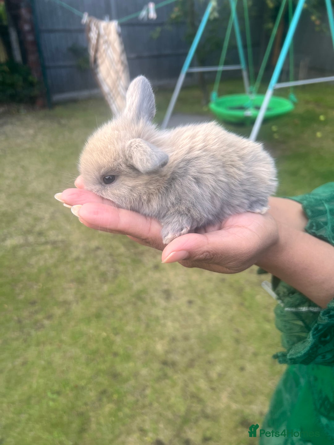 Mini Lion Lop rabbits for sale: Mini lop - Image 27