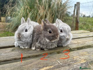 Netherland Dwarf rabbits Three beautiful Netherland dwarf babies - Advert 1