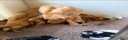 Mixed Breed dogs for sale: Magnificent blonde wolf dog puppies golden sarloos - Advert 3
