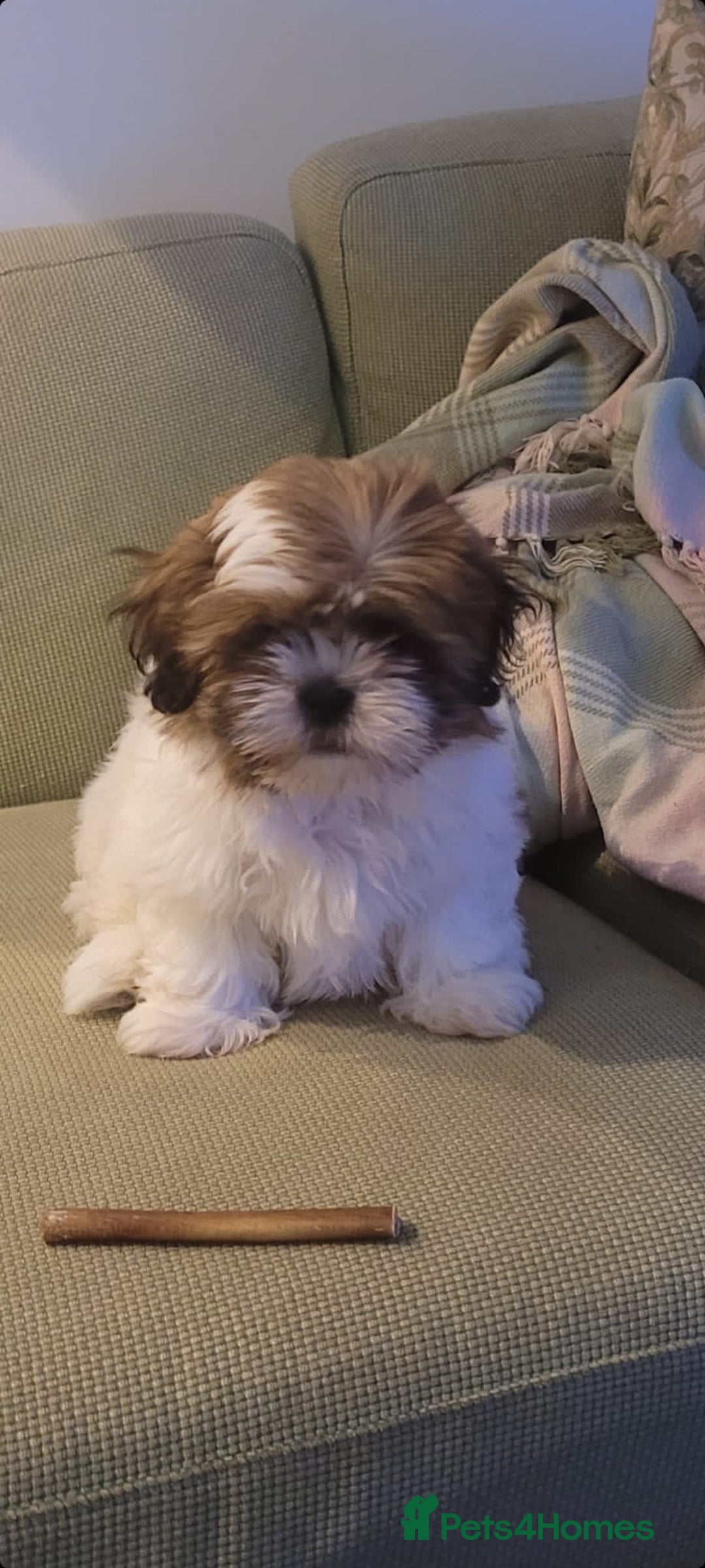 Shih Tzu dogs for stud: KC registered stud dog in Cullompton - Image 12