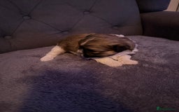 Mixed Breed dogs for sale: Teddy Bear Puppies - Advert 16